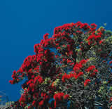 Pohutukawa tree. Image courtesy of the Northland website